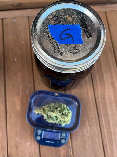 26 The Godfather. Week 22 - 2.3 g bud