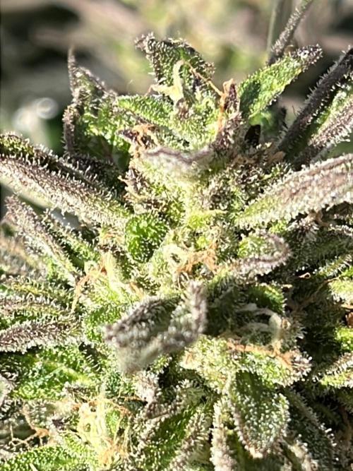 Godfather OG. Week 22