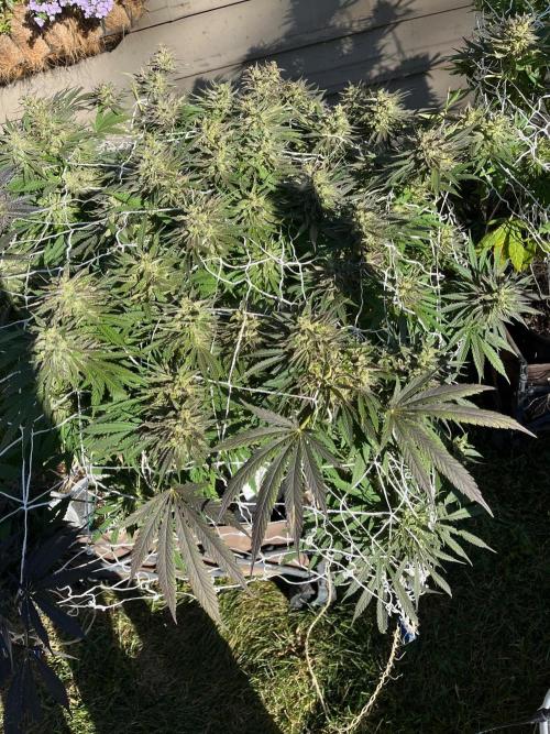 Gorilla Cookies FF. Week 22
