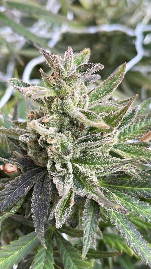 26 Purple Ghost Candy. Week 22 - Oct 2 Day 154