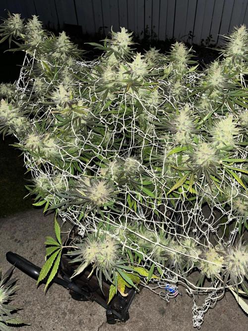 26 Purple Ghost Candy. Week 22 - Oct 1 Day 153