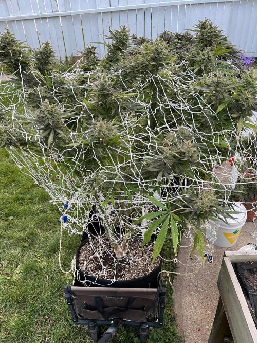 Purple Ghost Candy. Week 22