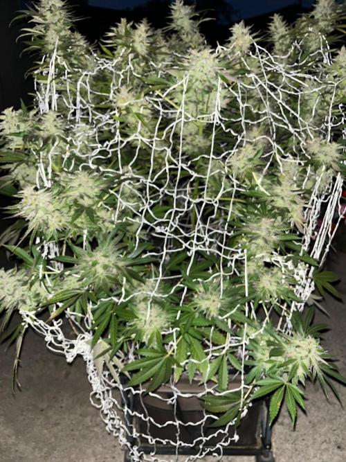 Amnesia Haze Go Fast. Week 22