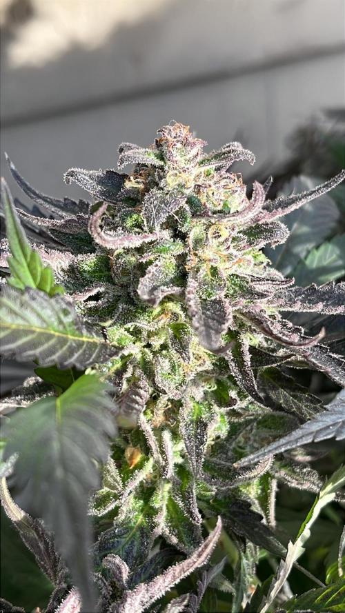 Godfather OG. Week 22
