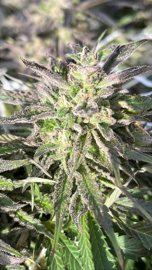 26 Gorilla Cookies Fast. Week 22 - Oct 2 Day 154