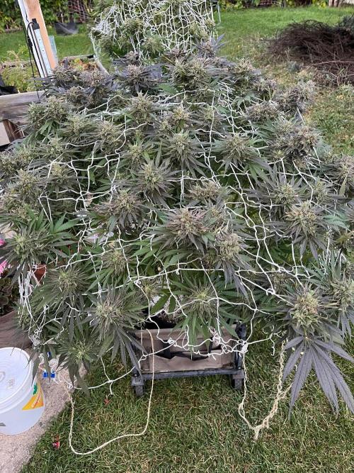 26 Gorilla Cookies Fast. Week 22 - Oct 1 Day 153