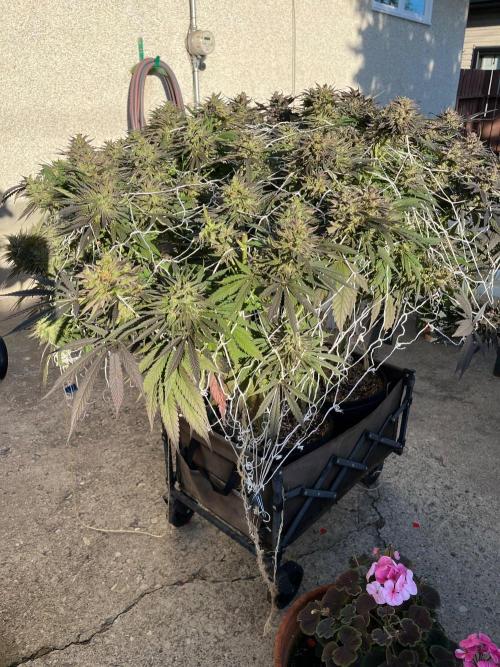 Gorilla Cookies FF. Week 23