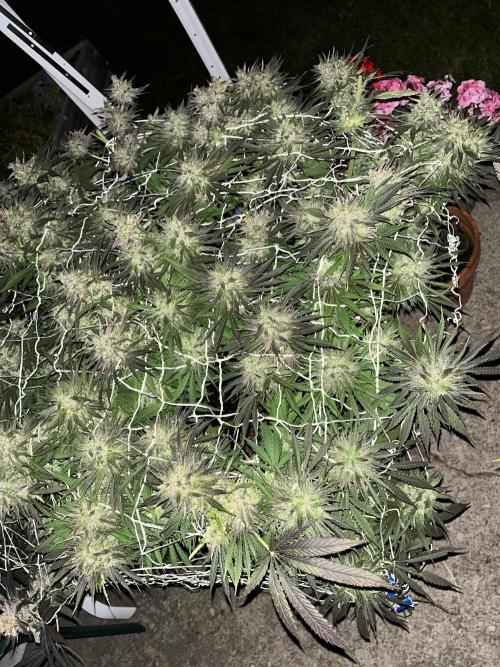 26 Gorilla Cookies Fast. Week 23 - Oct 2