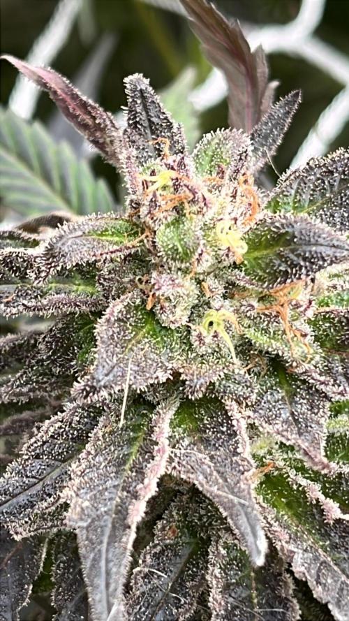 Godfather OG. Week 23