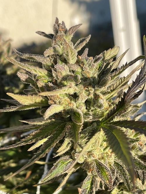 Purple Ghost Candy. Week 22