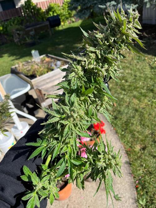 26 Purple Ghost Candy. Week 23 - Many big colas