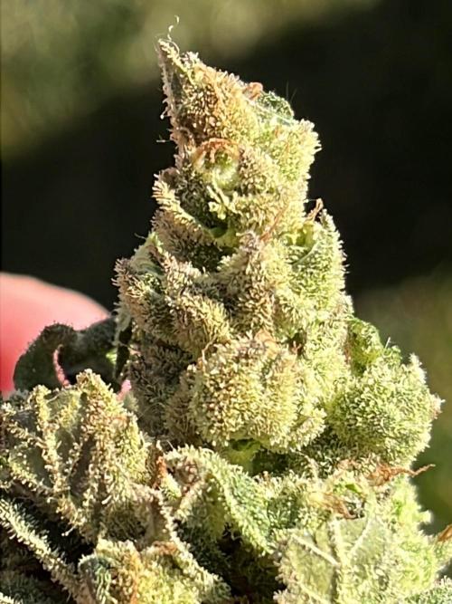 26 Purple Ghost Candy. Week 23 - Round 1 bud