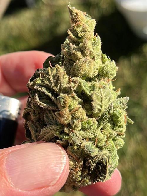 26 Purple Ghost Candy. Week 23 - Round 1 bud