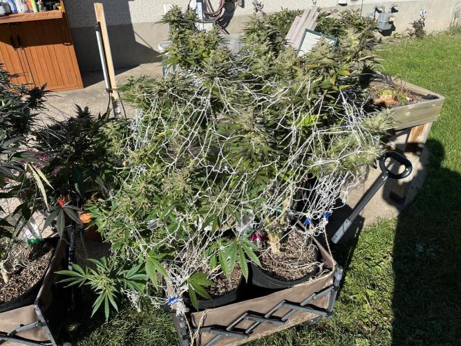 26 Purple Ghost Candy. Week 23 - Late pic