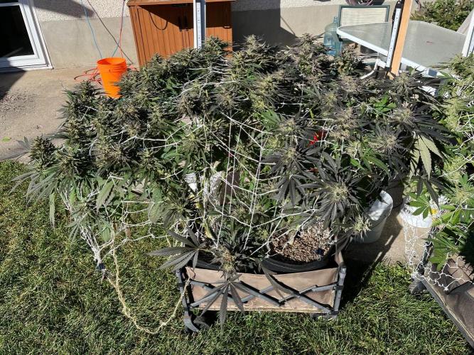 26 Purple Ghost Candy. Week 23 - Late pic