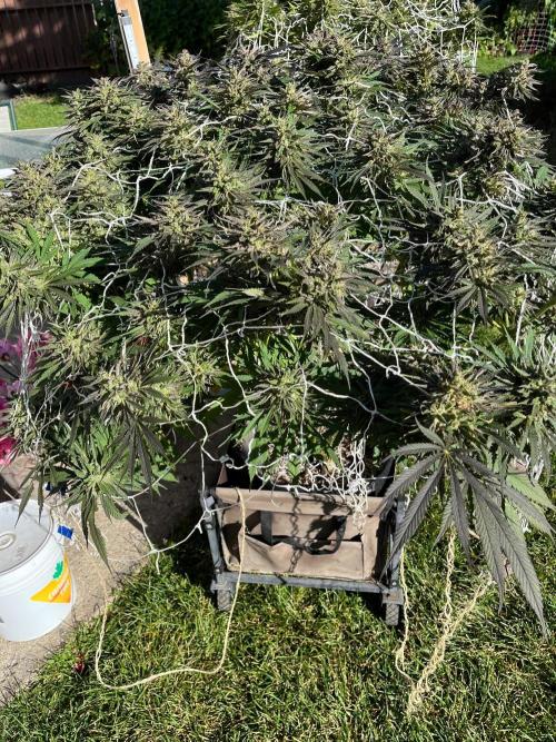 26 Purple Ghost Candy. Week 23 - Late pic