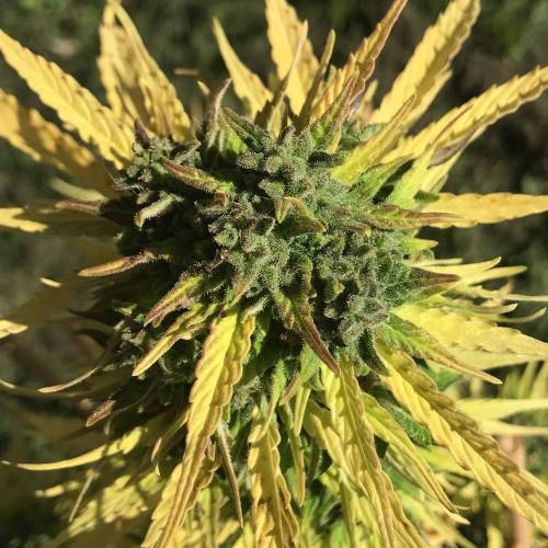 Some Fast Buds for a Friend. Week 15 - Sep 22 Original Jack Herer