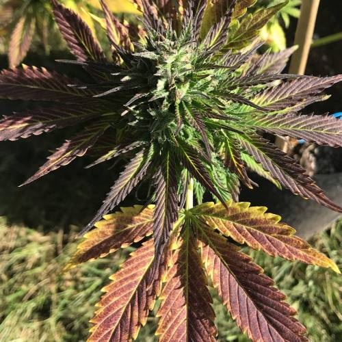 Some Fast Buds for a Friend. Week 15 - Sep 22 Pineapple Express