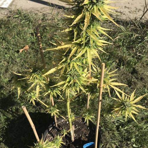 Some Fast Buds for a Friend. Week 15 - Sep 22 Original Jack Herer