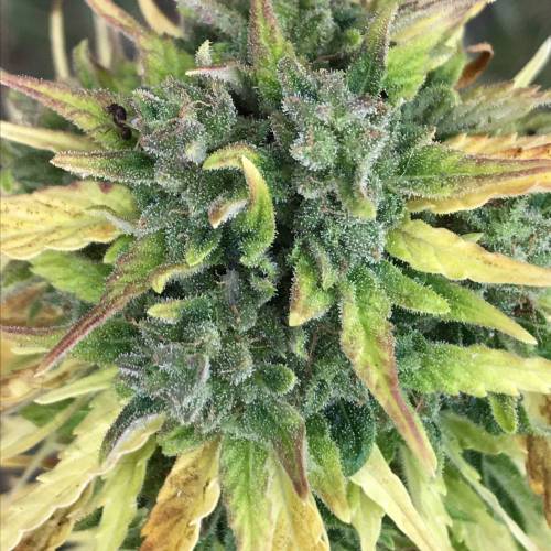 Some Fast Buds for a Friend. Week 15 - Sep 25 OJH