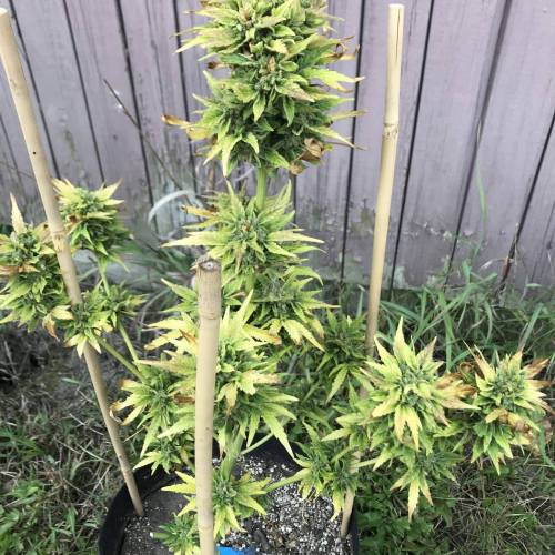 Some Fast Buds for a Friend. Week 15 - Sep 25 smoothie 