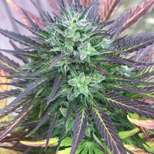 Some Fast Buds for a Friend. Week 15 - Sep 25 PE