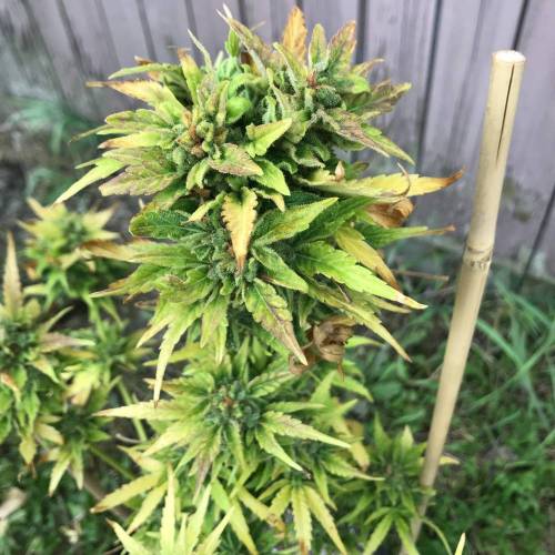Some Fast Buds for a Friend. Week 15 - Sep 25 smoothie 