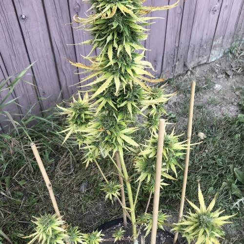 Some Fast Buds for a Friend. Week 15 - Sep 25 OJH