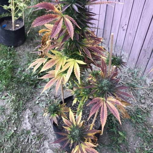 Some Fast Buds for a Friend. Week 15 - Sep 25 Pineapple Express