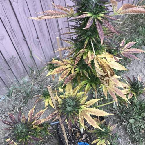 Some Fast Buds for a Friend. Week 15 - Sep 25 PE