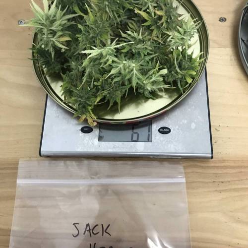 Some Fast Buds for a Friend. Week 15 - Sep 28 