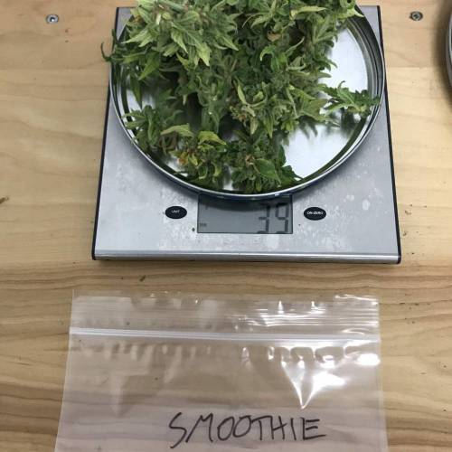 Some Fast Buds for a Friend. Week 15 - Sep 28