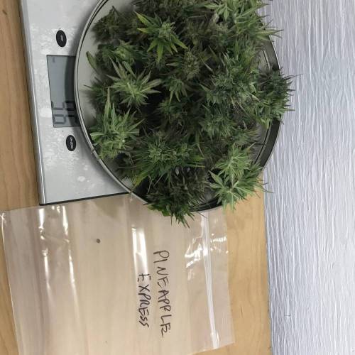 Some Fast Buds for a Friend. Week 15 - Sep 28