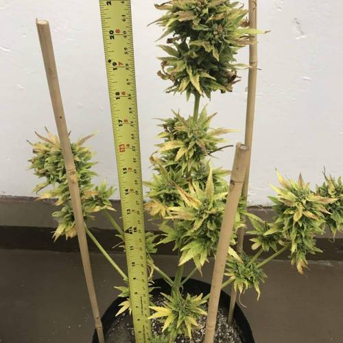 Some Fast Buds for a Friend. Week 15 - Sep 28