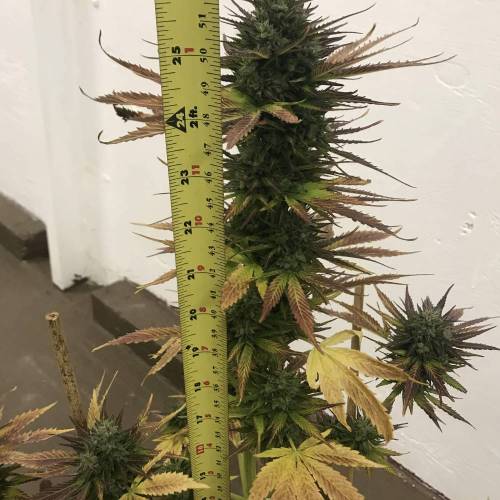 Some Fast Buds for a Friend. Week 15 - Sep 28