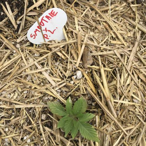 Smoothie x Panama Lime. Week 4 - May 29 Day 28