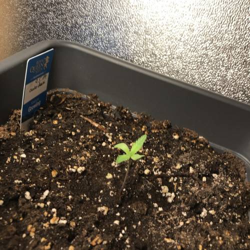 Outdoor grow 2019. Week 2 - Royal cheese Pheno2