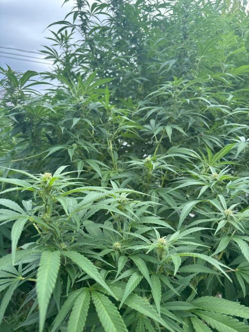 Outdoor 2026. Week 21