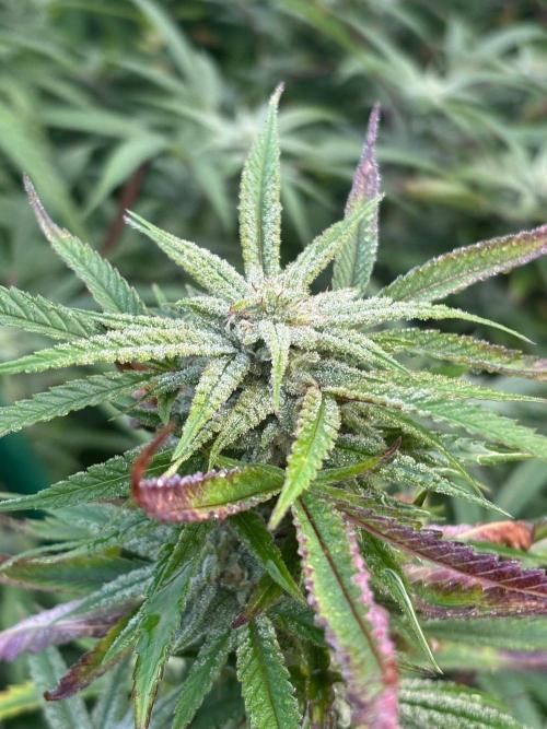 Outdoor 2026. Week 21