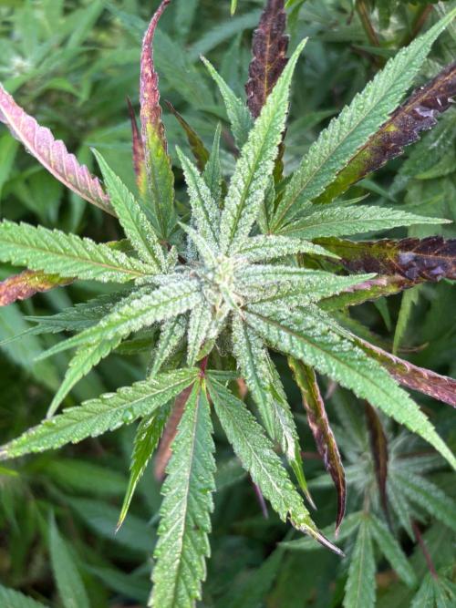 Outdoor 2026. Week 21