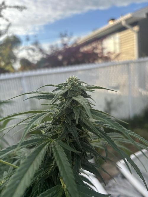Outdoor 2026. Week 24 - CS