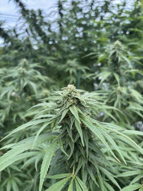 Outdoor 2026. Week 24 - CS