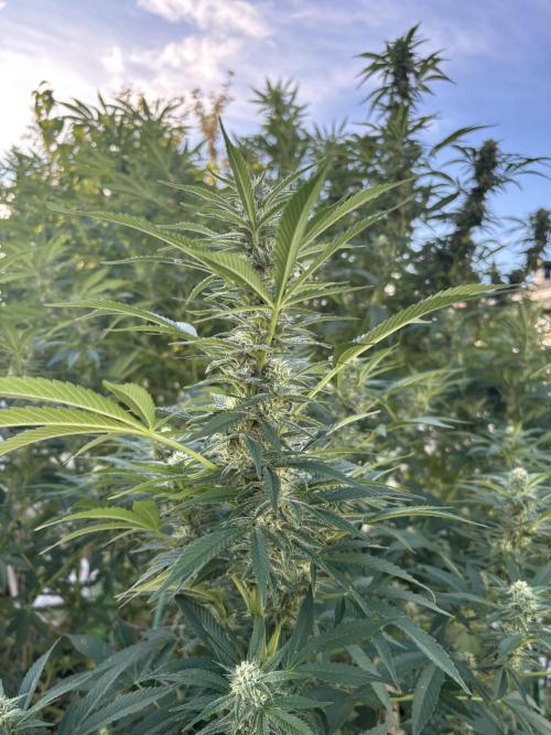 Outdoor 2026. Week 24 - CS