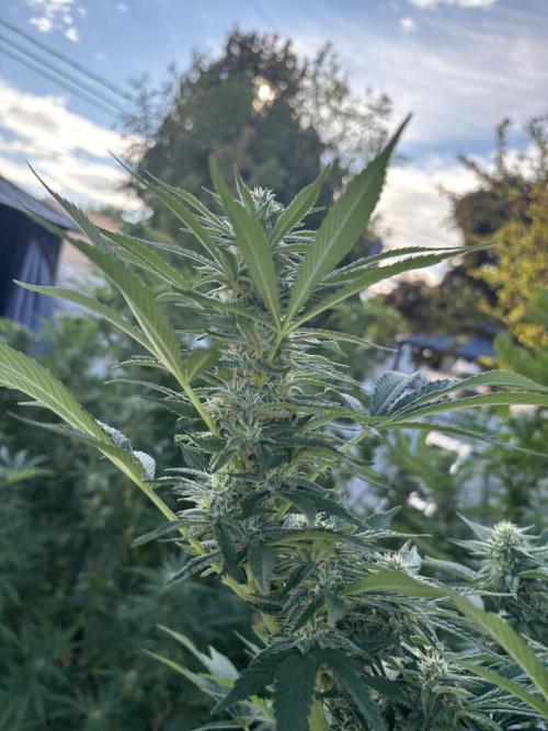 Outdoor 2026. Week 24 - CS
