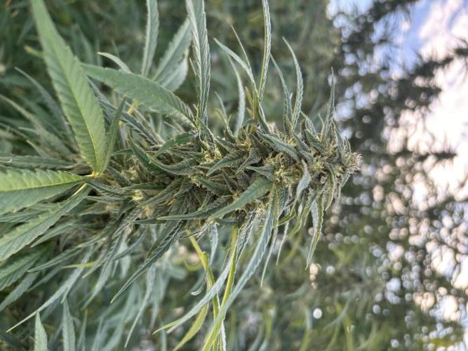 Outdoor 2026. Week 24 - CS