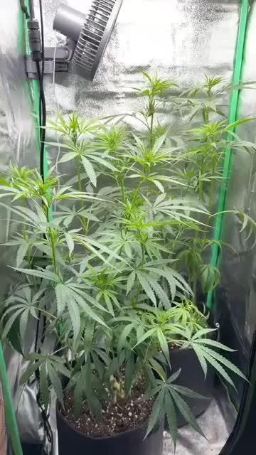 Super Lemon Haze RBX3 by Ethos