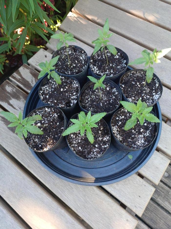 hunt valley banger. Week 1 - inicio de pheno hunt das valley banger, meio da semana 2