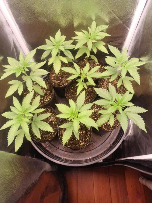 hunt valley banger. Week 2