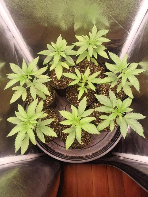 hunt valley banger. Week 2