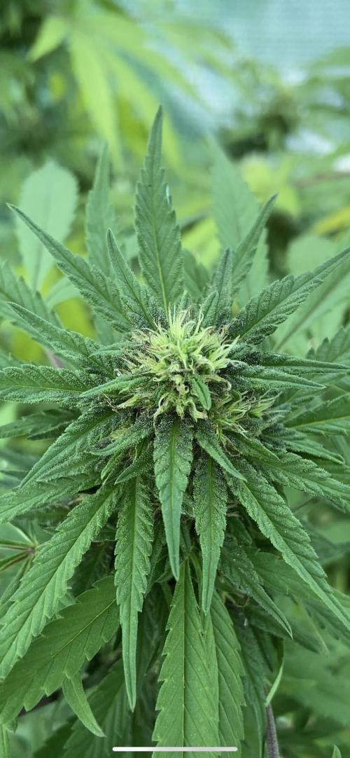 Grower by Chromium. Week 3